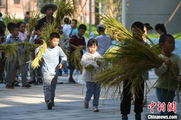 資料圖:小學生們體驗收割水稻。陳超 攝